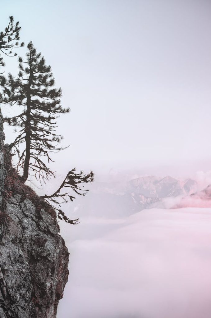 A peaceful mountain scene featuring fog-covered peaks and a lone pine tree on a rocky cliff.