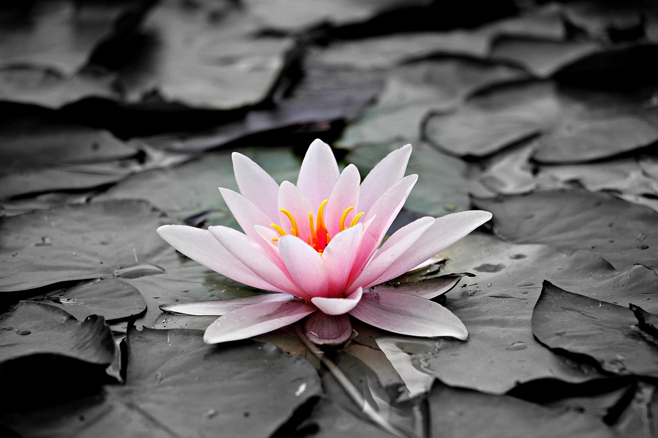 water lily, aquatic plant, flower, lily pads, pink flower, petals, pink petals, beautiful flowers, pink water lily, blossom, bloom, lake rose, flower wallpaper, flower background, nature